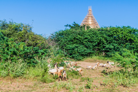 Goats grazing in front of Dhammayazika Pagoda in Bagan, Myanmarの写真素材