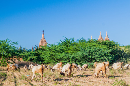 Grazing goats and pagodas in Bagan, Myanmarの写真素材