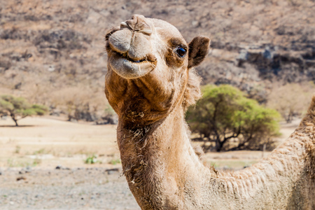 Detail of a camel at Wadi Dharbat near Salalah, Omanの写真素材