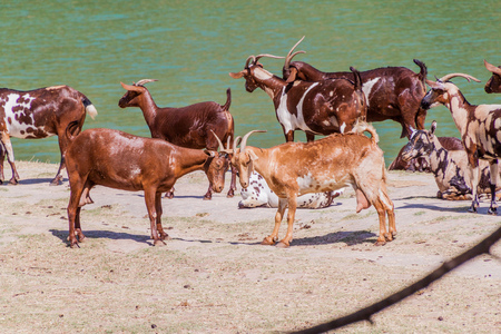 Fighting goats at Wadi Dharbat near Salalah, Omanの写真素材