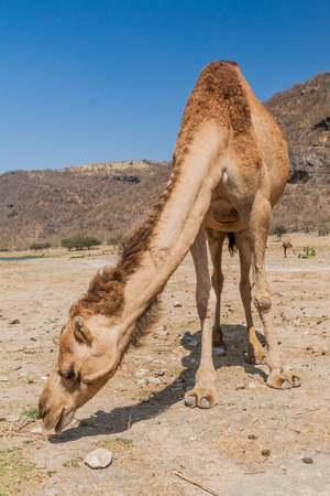 Camel at Wadi Dharbat near Salalah, Omanの写真素材