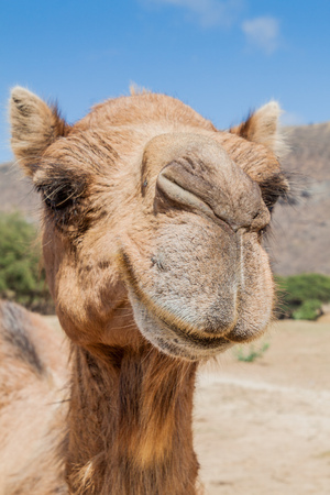 Camel in Wadi Dharbat near Salalah, Omanの写真素材