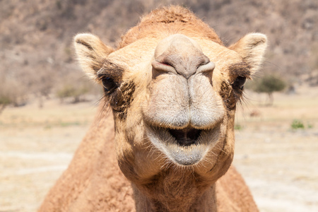 Camel at Wadi Dharbat near Salalah, Omanの写真素材