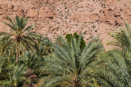Palms in Wadi Tiwi valley, Omanの写真素材