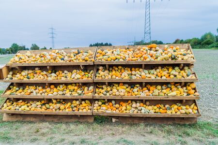 Various pumpkins for sale at the field near Augsburg, Germanyの写真素材