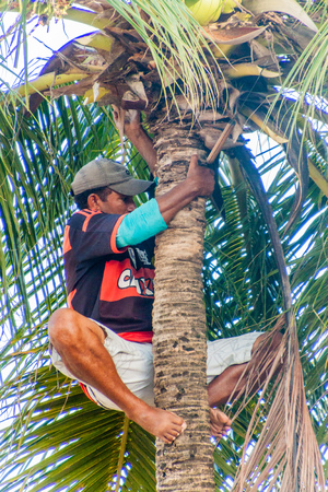 JOAO PESSOA, BRAZIL - OCTOBER 13, 2016: Local man is harvesting coconuts in Joao Pessoa.のeditorial素材