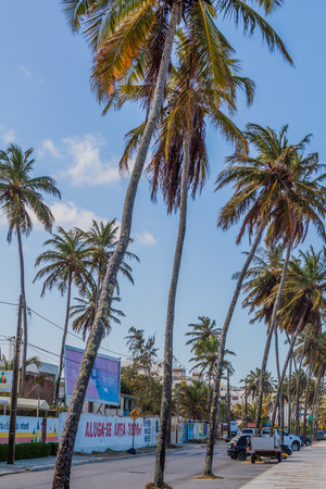 JOAO PESSOA, BRAZIL - OCTOBER 15, 2016: Palms lining a street in Joao Pessoa, Brazil
