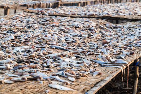 Drying fish at Dublar Char (Dubla island), Bangladeshの写真素材