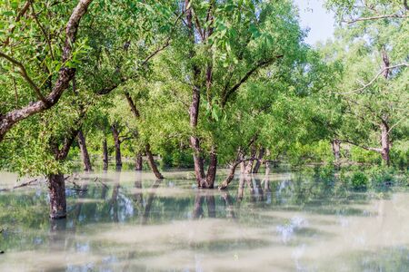 Flooded forest at Hiron Point in Sundarbans, Bangladeshの写真素材