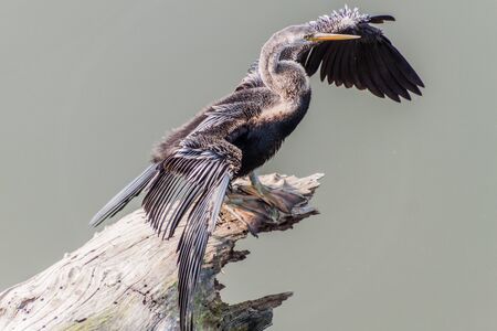 Oriental darter or Indian darter (Anhinga melanogaster) in Kaziranga National Park, India