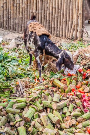 Goat eating rubbish at a vegetable market in Lucknow, Uttar Pradesh state, Indiaの写真素材
