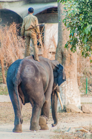 KAZIRANGA, INDIA - JANUARY 29, 2017: Local mahout at his elephant in Kaziranga National Park.のeditorial素材