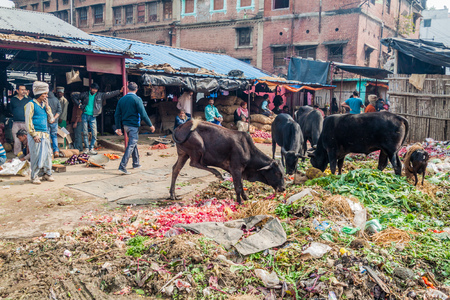 LUCKNOW, INDIA - FEBRUARY 3, 2017: Cows eating rubbish at a vegetable market in Lucknow, Uttar Pradesh state, Indiaのeditorial素材