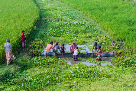 JAIPURHAT, BANGLADESH - NOVEMBER 6, 2016: Local people work on a field near Jaipurhat, Bangladesh.のeditorial素材
