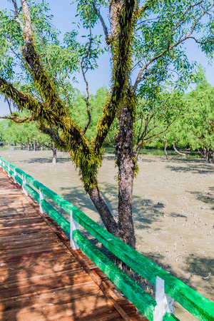 Boardwalk over a swampy mangrove forest at Hiron Point in Sundarbans, Bangladeshのeditorial素材