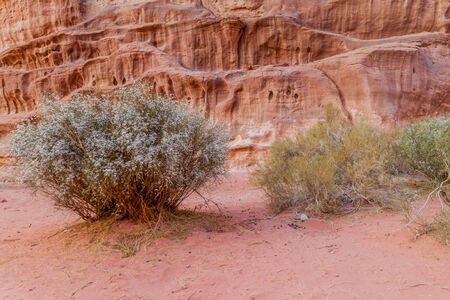 Vegetation of Wadi Rum desert, Jordanの写真素材