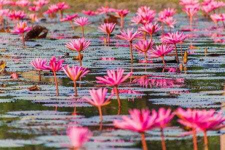 Pond with water lilies in Sundarbans, Bangladeshのeditorial素材