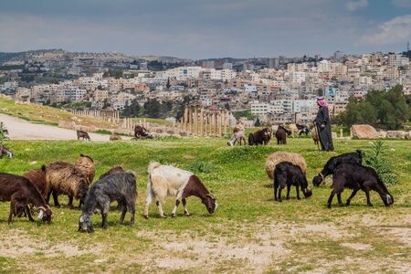 JERASH, JORDAN - APRIL 1, 2017: Herd of goats at the ruins of Jerash, Jordanのeditorial素材