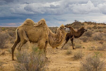 Camels in Kyzylkum desert, Uzbekistanの写真素材