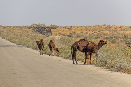 Camels on a road through Karakum desert between Ashgabat and Konye-Urgench, Turkmenistanの写真素材