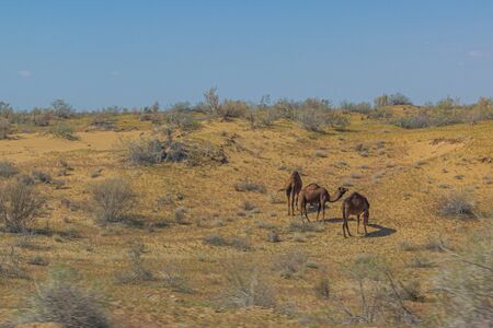 Camels at Karakum desert in Turkmenistanの写真素材