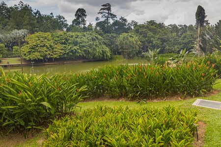 Pond in Singapore Botanic Gardens.の写真素材