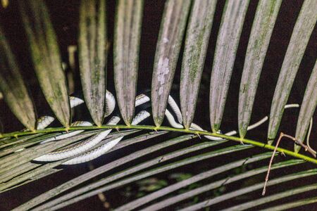 Snake on a leaf in Taman Negara national park, Malaysiaの写真素材