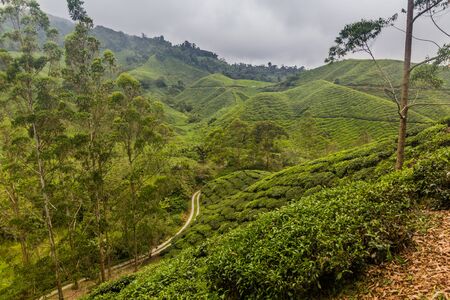 View of a tea plantations in the Cameron Highlands, Malaysiaの写真素材