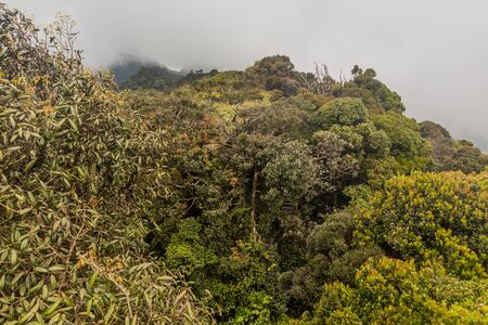View of the Mossy Forest in the Cameron Highlands, Malaysia