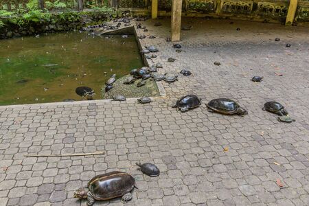 Turtle pond at Sam Poh Tong Temple in Ipoh, Malaysia.