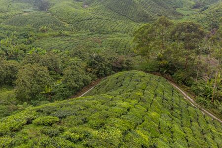 View of a tea plantations in the Cameron Highlands, Malaysia