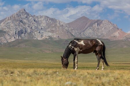 Horse on a meadow in the mountains of Kyrgyzstanの写真素材