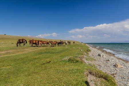Horses on a meadow near Song Kul lake, Kyrgyzstanの写真素材