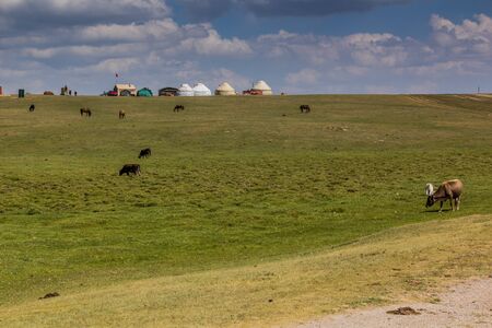 Cows and horses at an yurt camp near Song Kul lake, Kyrgyzstanの写真素材