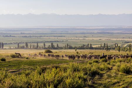 Herd of cows at a meadow near Kerege Tash village near Karakol, Kyrgyzstan