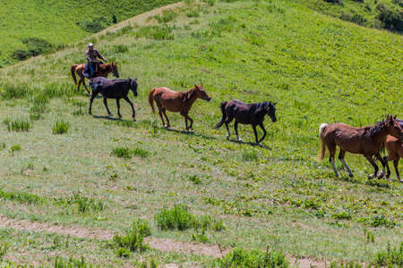 SONG KUL, KYRGYZSTAN - JULY 22, 2018: Herd of horses near Song Kul lake, Kyrgyzstanのeditorial素材