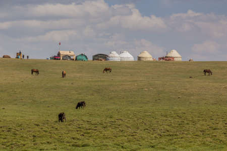 Cows and horses at an yurt camp near Song Kul lake, Kyrgyzstanのeditorial素材