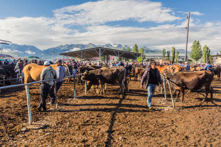 KARAKOL, KYRGYZSTAN - JULY 15, 2018: Local people with cows at the Sunday animal market in Karakol.のeditorial素材