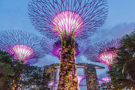 Supertree grove at night, Garden by the Bay, Singaporeのeditorial素材