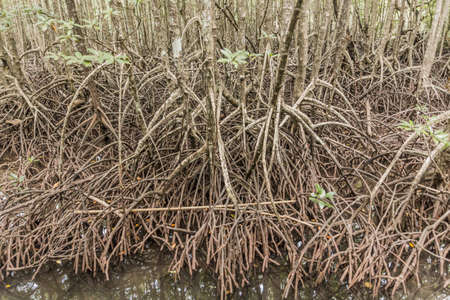 Mangroves at Gaya Island in Tunku Abdul Rahman National Park, Sabah, Malaysia