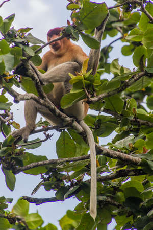 Proboscis monkey (Nasalis larvatus) on a tree in Bako national park on Borneo island, Malaysia