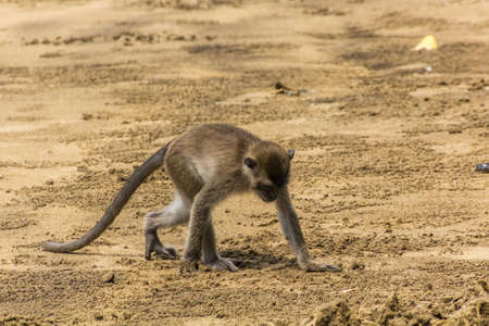 Crab-eating macaque (Macaca fascicularis) in Bako national park on Borneo island, Malaysiaの写真素材