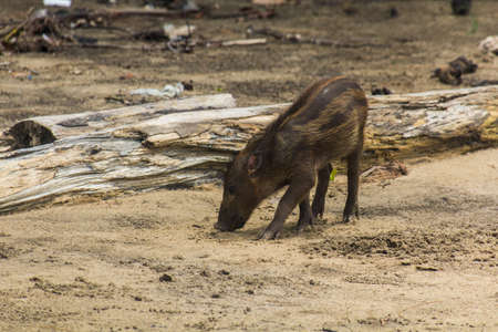 Bornean bearded pig (Sus barbatus) piglet on a beach in Bako national park on Borneo island, Malaysiaの写真素材
