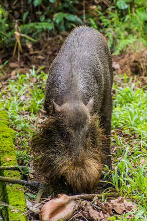 Bornean bearded pig (Sus barbatus) in Bako national park on Borneo island, Malaysiaの写真素材