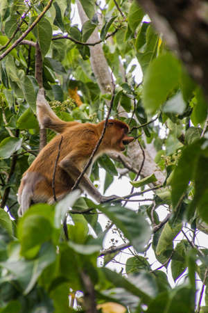 Proboscis monkey (Nasalis larvatus) on a tree in Bako national park on Borneo island, Malaysiaの写真素材