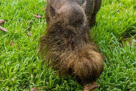 Bornean bearded pig (Sus barbatus) in Bako national park on Borneo island, Malaysiaの写真素材