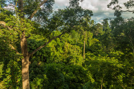 Canopy of a rainforest in Sepilok, Sabah, Malaysia