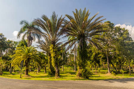 National Botanical Garden in Santo Domingo, capital of Dominican Republic.の写真素材