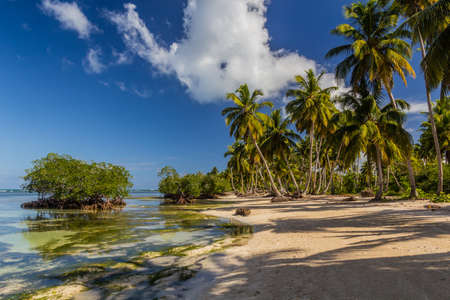 Palms at a beach in Las Terrenas, Dominican Republic
