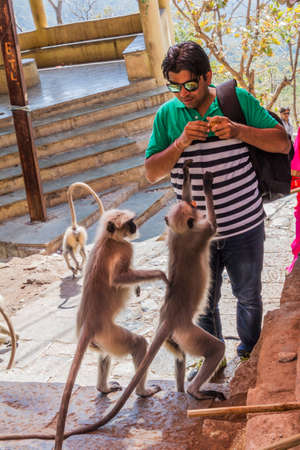 JUNAGADH, INDIA - FEBRUARY 10, 2017: Man feeding langur monkeys with biscuits at Girnar Hill, Gujarat state, Indiaのeditorial素材